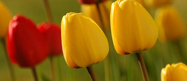 Tulpen