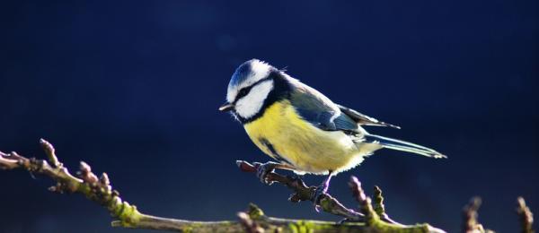 Blaumeise